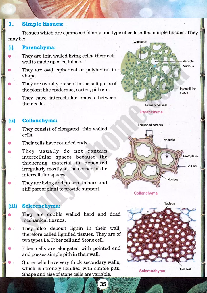 tissue preparation and study practical activity 7 biology class 9th 02