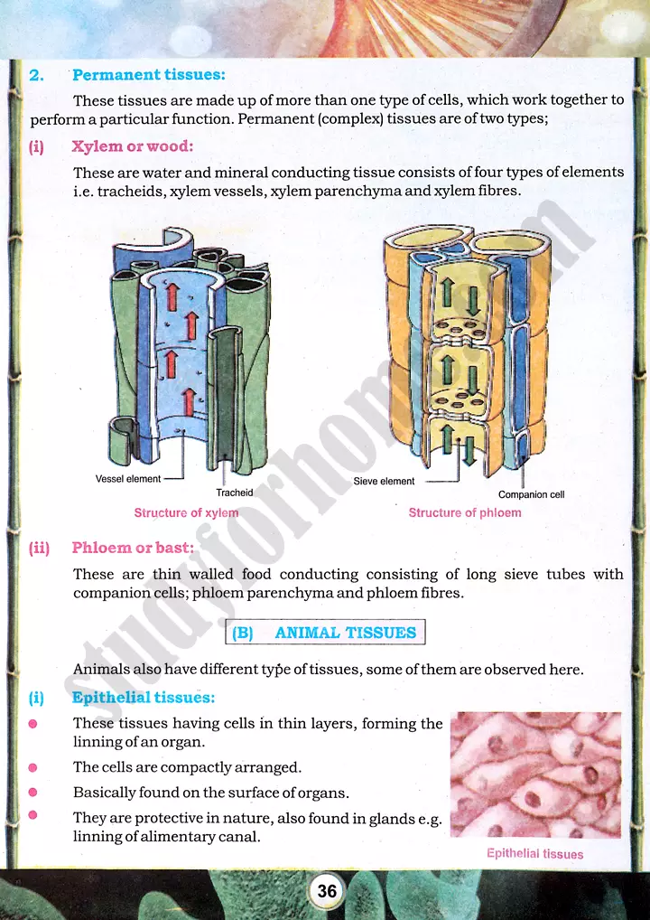 tissue preparation and study practical activity 7 biology class 9th 03