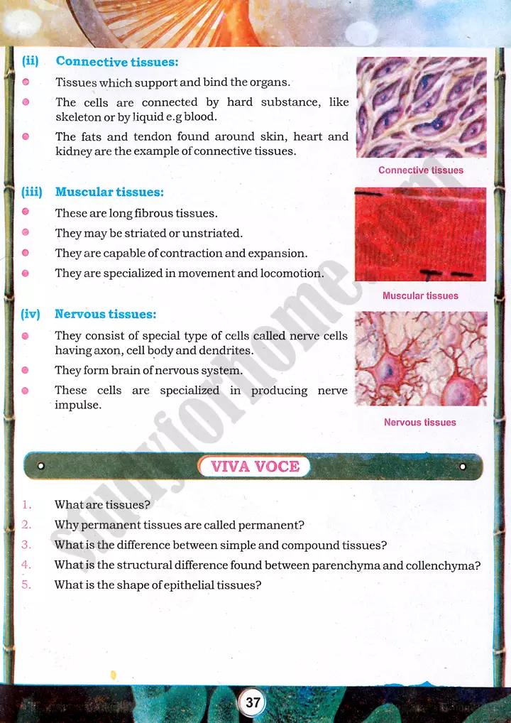 tissue preparation and study practical activity 7 biology class 9th 04