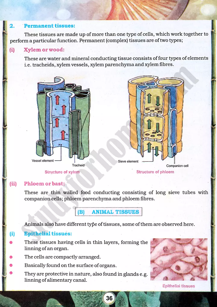 tissue preparation and study practical activity 7 biology class 9th 05
